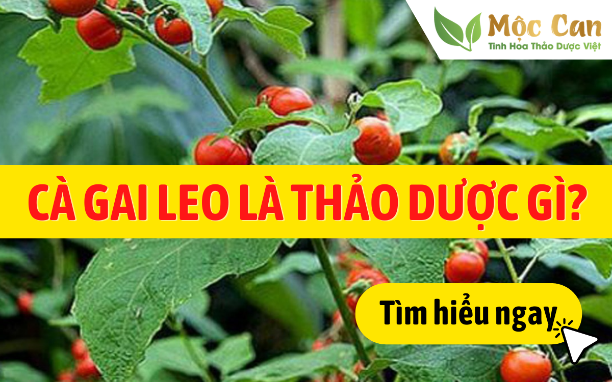 Cà gai leo là thảo dược gì? 1